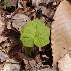 Tiarella stolonifera