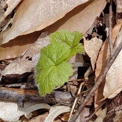 Tiarella stolonifera