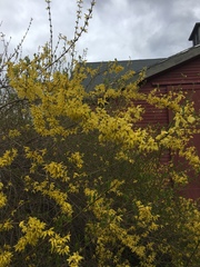 Forsythia × intermedia