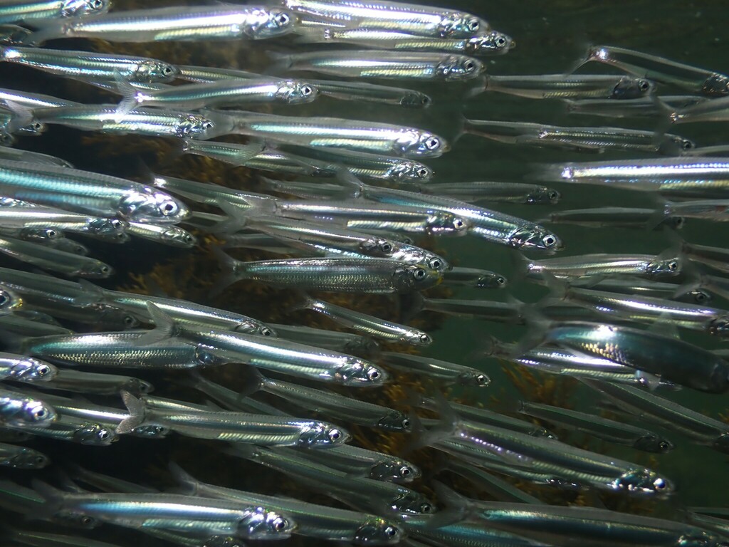 Silver Anchovy