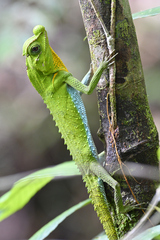 Hump Snout Lizard photo 2