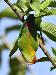 Sri Lanka Hanging Parrot photo 3