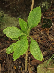 Verbesina arborea