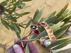 One-sided bottlebrush (Acacia cyclops)