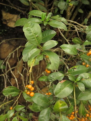 Palicourea boqueronensis
