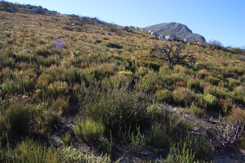 Image of Audouinia capitata by (c) Tony Rebelo, some rights reserved (CC BY-SA)