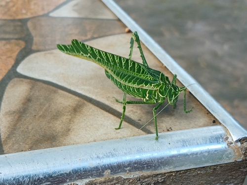 Zebra Acacia Katydid