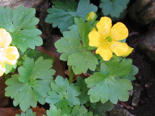 Ranunculus thasius