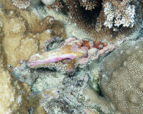Latirus nodatus observed 2024-03-31