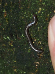 Anaulaciulus tonginus