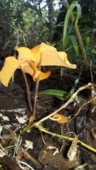 Hymenogloea papyracea