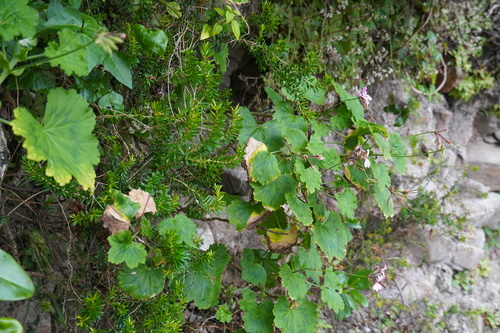 Image of Horseshoe Geranium (Pelargonium zonale) by (c) Matthew Fainman, some rights reserved (CC BY)