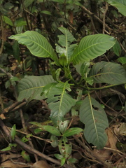 Palicourea angustifolia