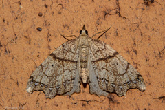 Chalastra pellurgata