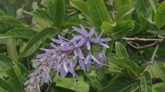 Petrea volubilis