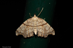 Chalastra pellurgata