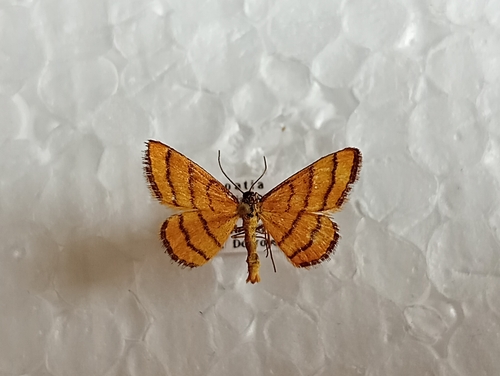 Piadica zlatožltá (Idaea aureolaria)