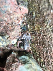 Adenomera hylaedactyla