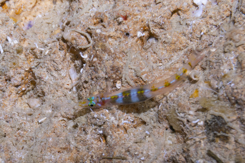 Lewis' pygmy goby (Rotuma lewisi) — Xenisthmidae