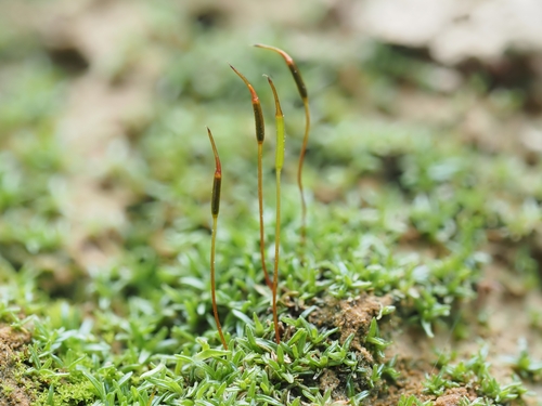 Aloina ambigua observed 2024-04-02