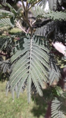 Senegalia berlandieri