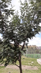 Senegalia berlandieri