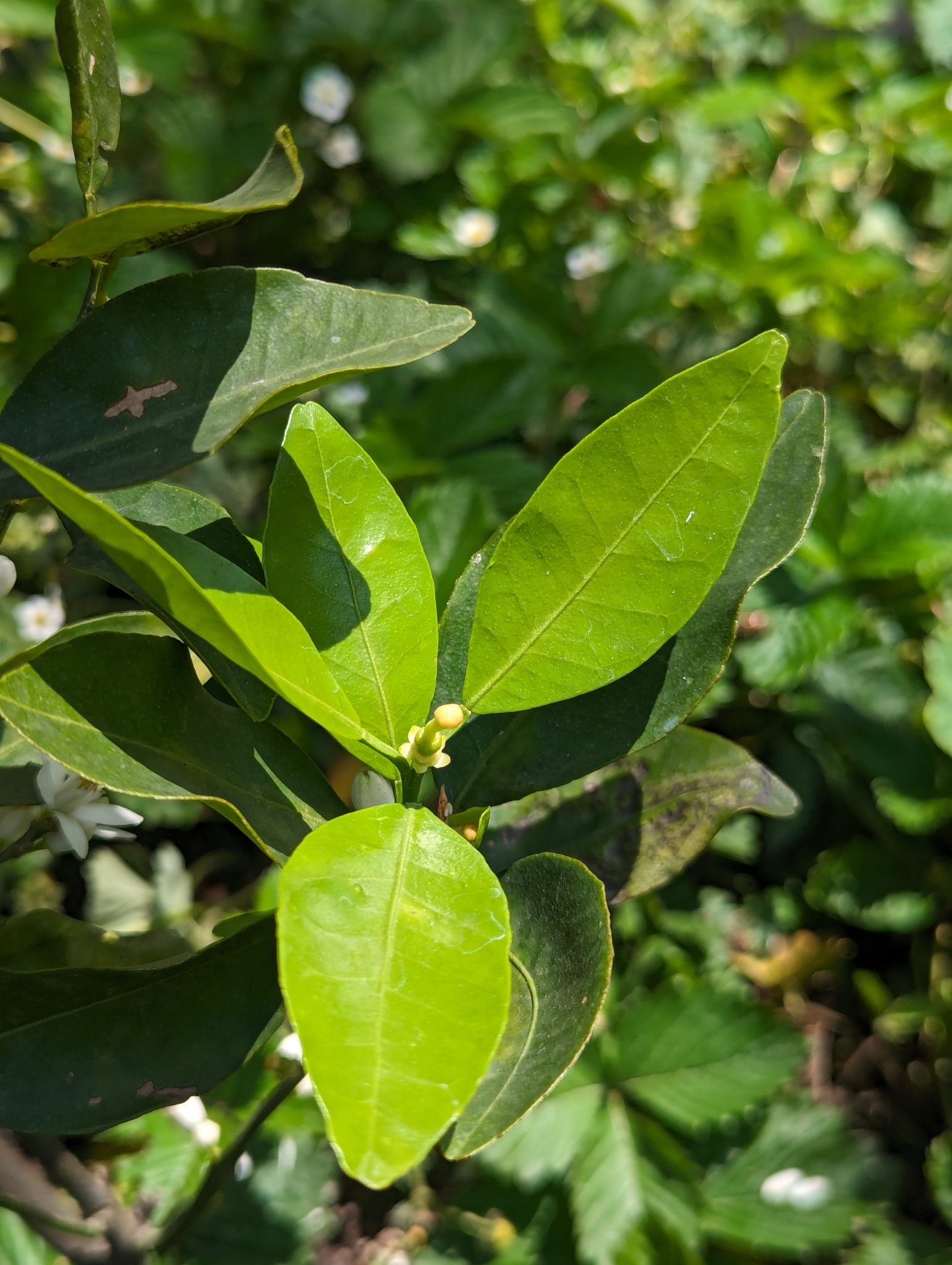 Imagem de Laranja Kinkan