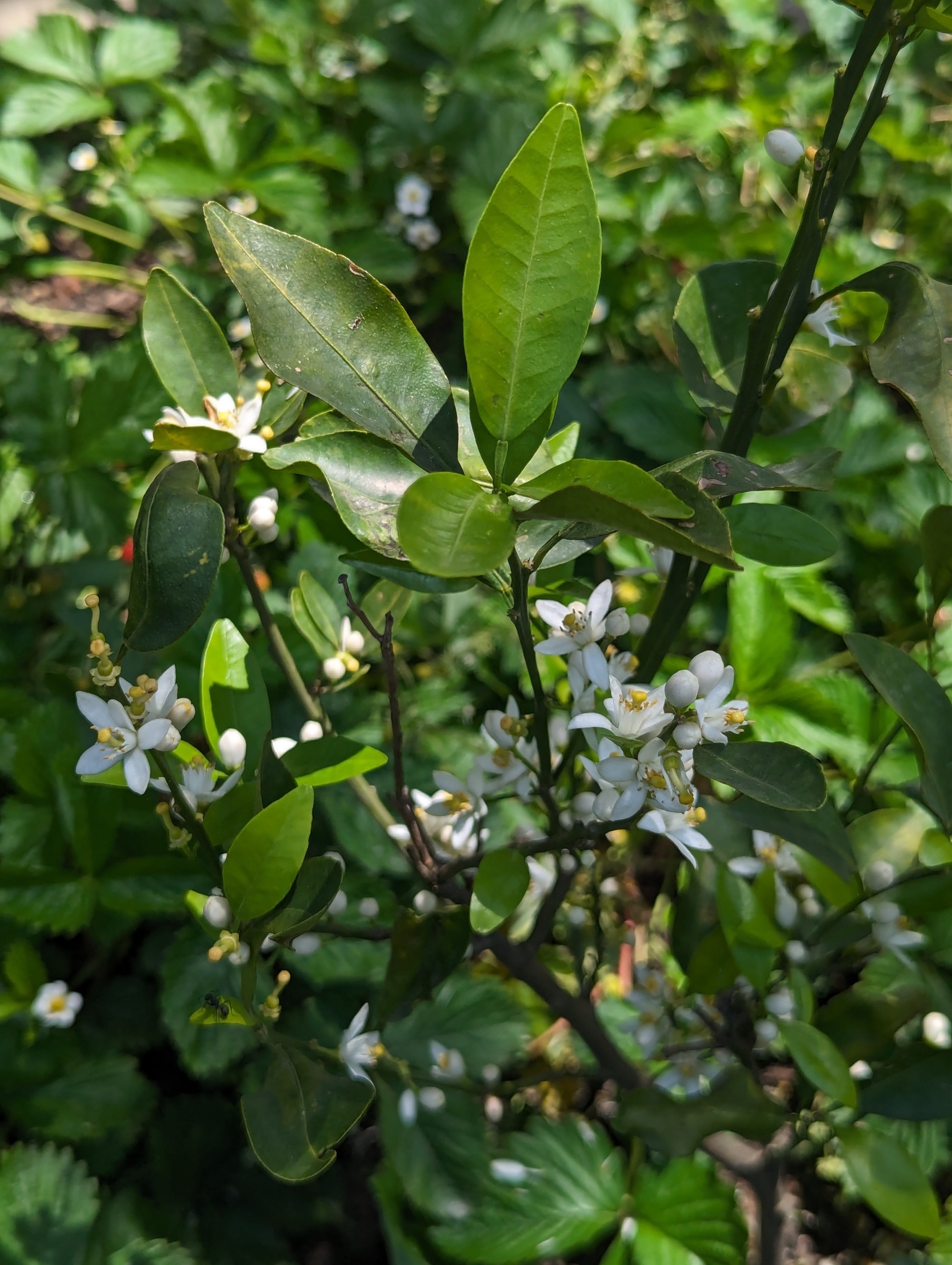 Imagem de Laranja Kinkan