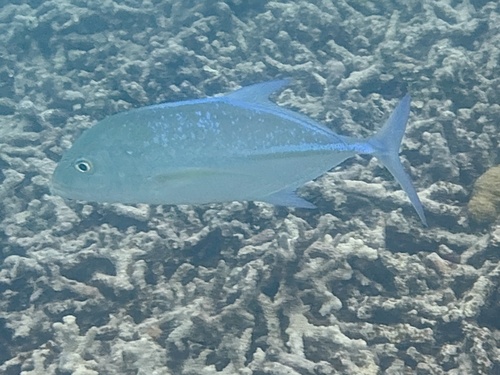Bluefin Trevally