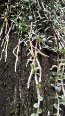 Microgramma mortoniana