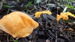 Hymenogloea papyracea