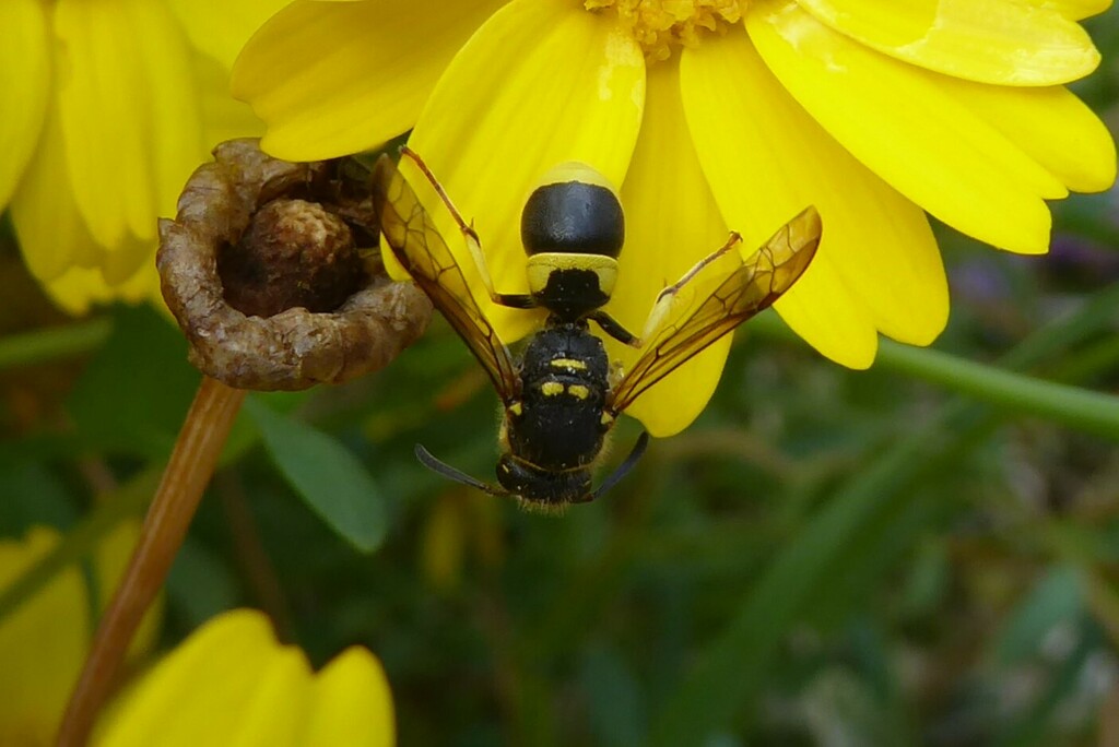 European tube wasp from Waikouaiti, New Zealand on March 27, 2024 at 09