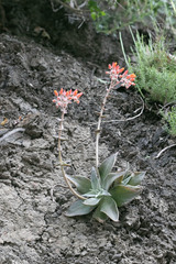 Dudleya cymosa pumila