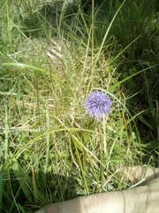 Globularia