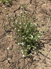 Plagiobothrys stipitatus