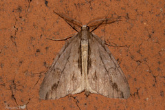 Pseudocoremia lupinata