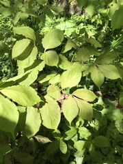 Aralia nudicaulis