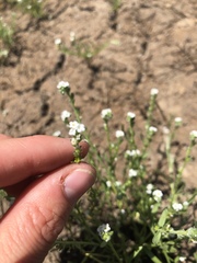 Plagiobothrys stipitatus