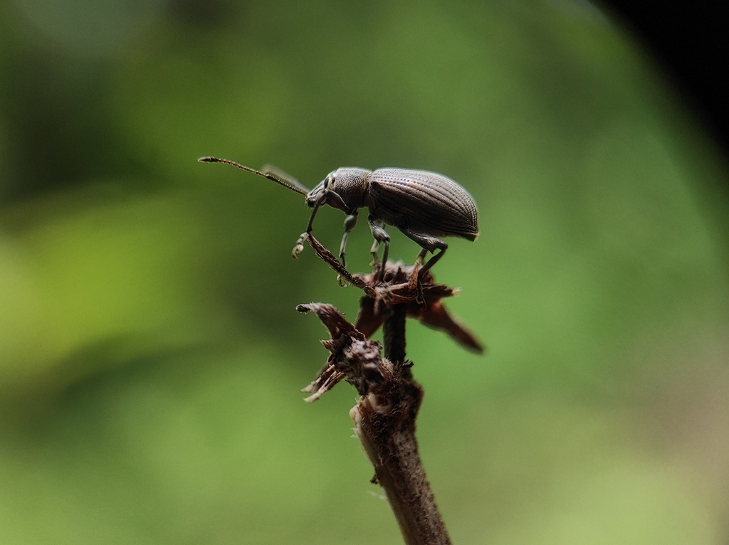 Asian Oak Weevil from Amonia, Gujarat, India on June 20, 2021 at 11:13 ...