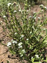 Plagiobothrys stipitatus