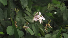 Bauhinia picta