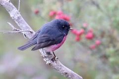 Pink Robin photo 2