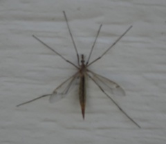 Tipulomorpha