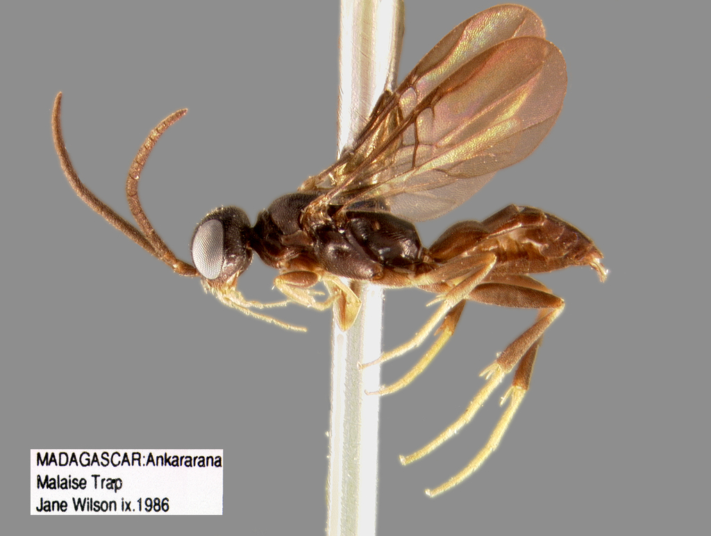 Heterogynaidae