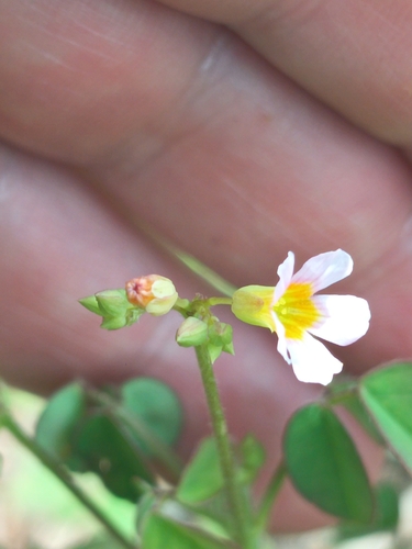 Lavender Sorrel