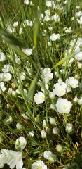 Limnanthes