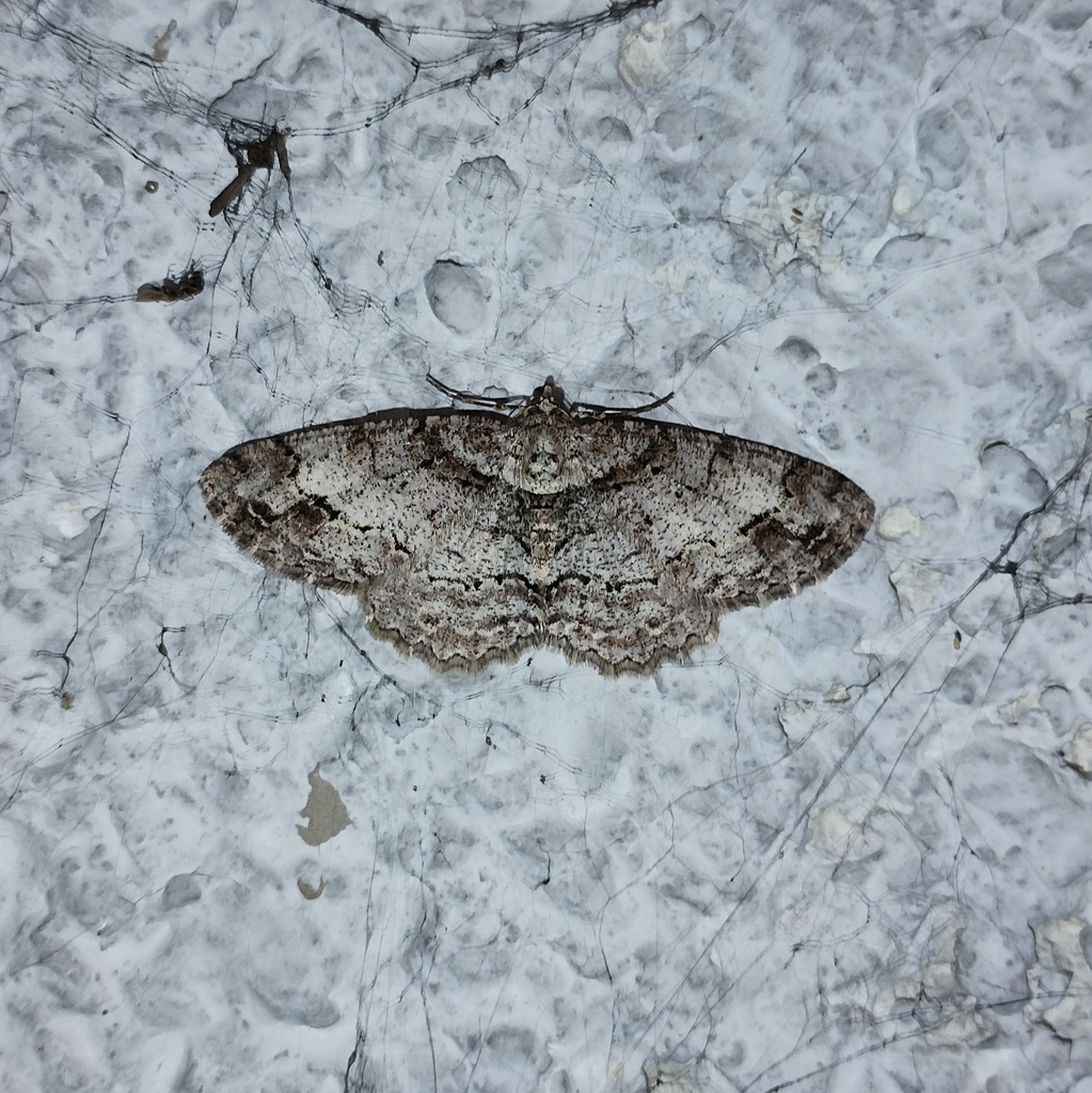 Square Spot