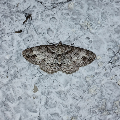 Square Spot