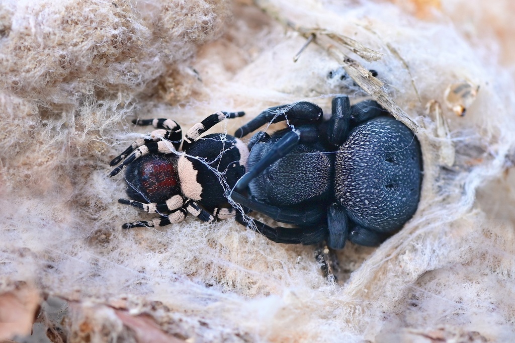 Eresus elhennawyi