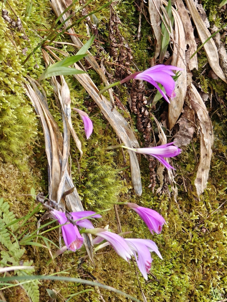 Pleione bulbocodioides